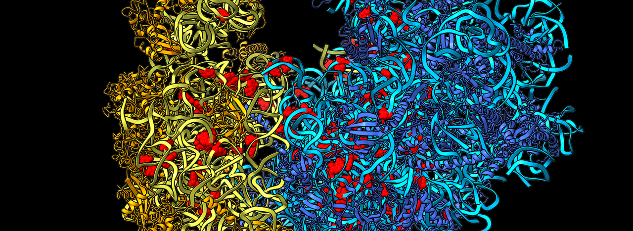 Cryo-EM image of a human ribosome