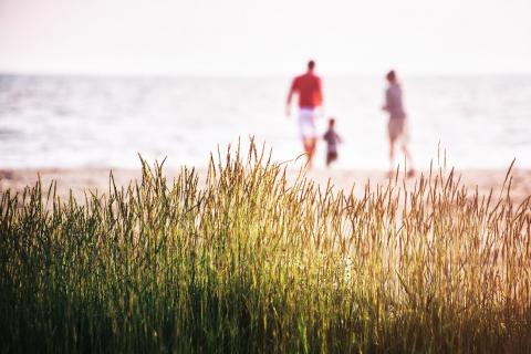 Photo at a beach focused on seagrass with a family burred in the background
