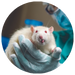 Mouse held in a gloved hand