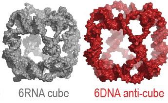 Shape switching RNA nanoparticles
